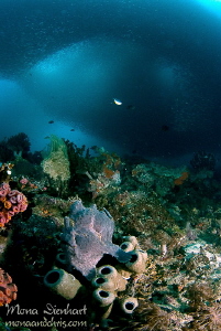 I am encircled!!!
Giant frogfish under a sardine cloud a... by Mona Dienhart 
